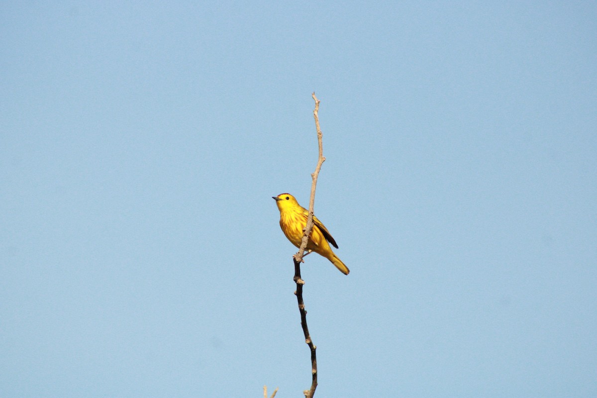 Yellow Warbler (Golden) - ML620364934