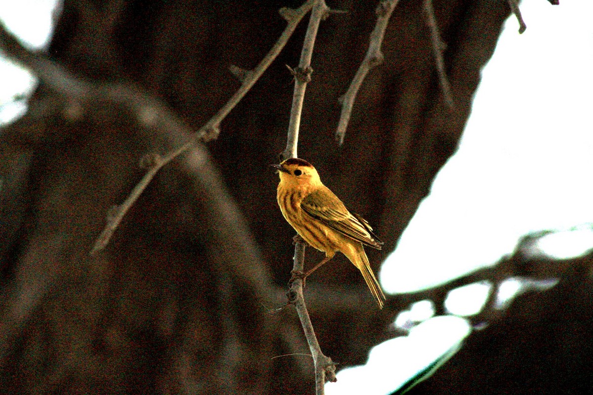 Yellow Warbler (Golden) - ML620364935