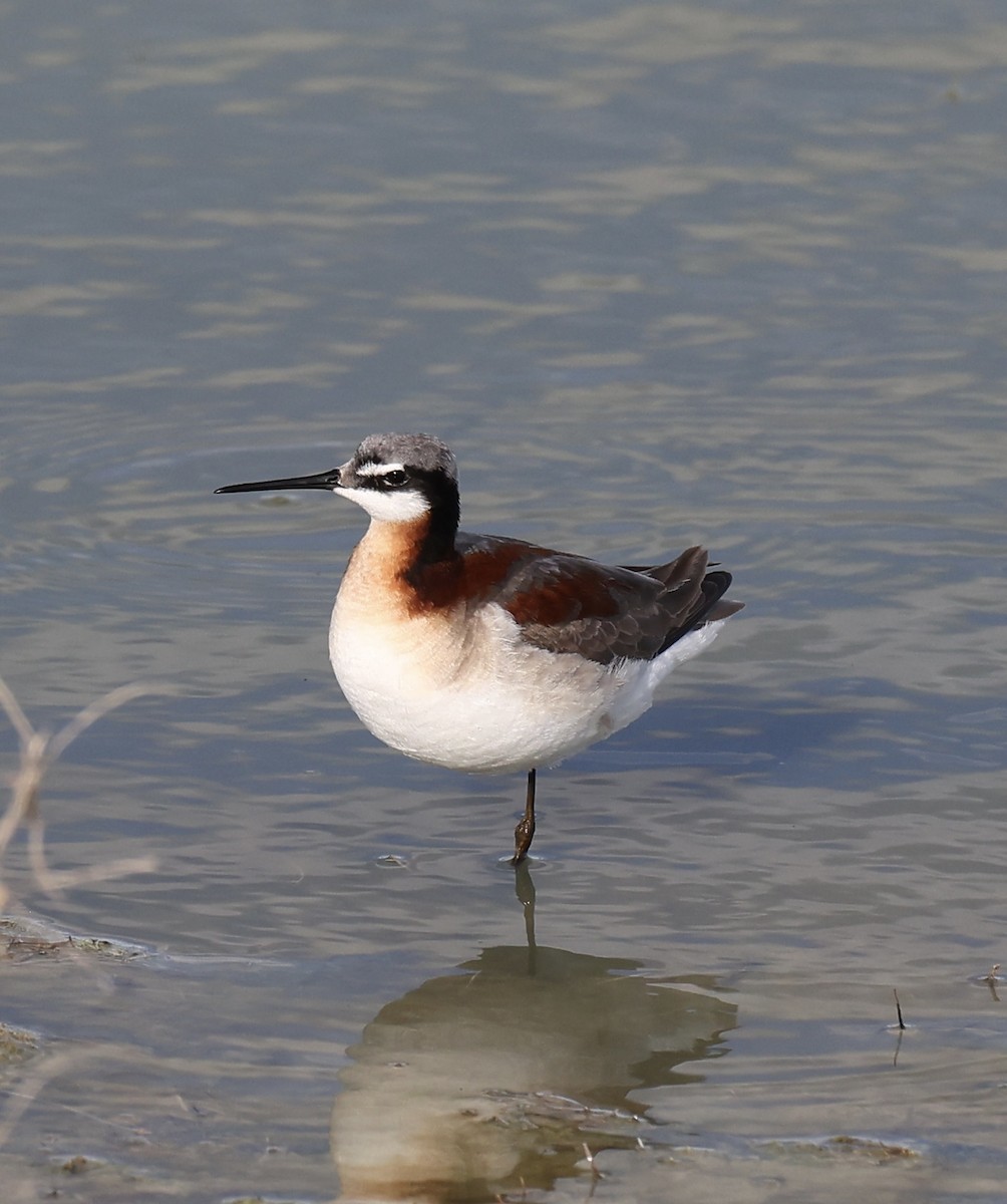 Wilson's Phalarope - Michael Arthurs