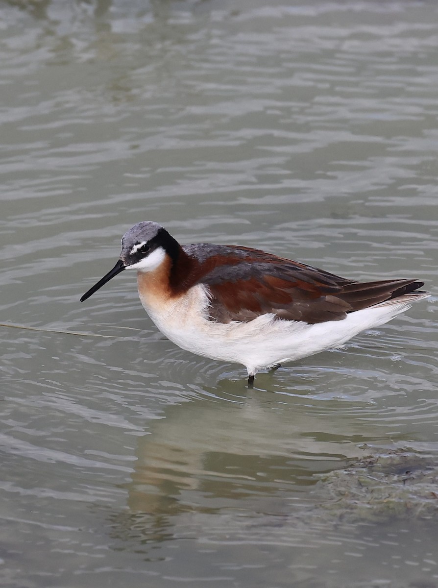 Wilson's Phalarope - ML620364938