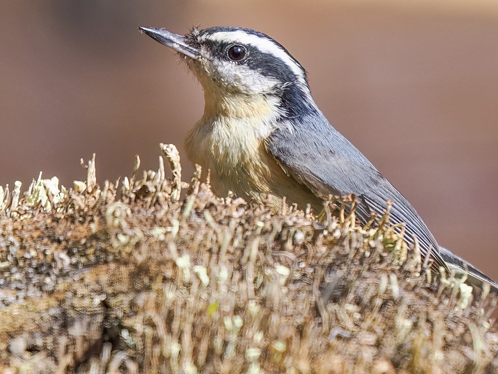 Red-breasted Nuthatch - ML620364982