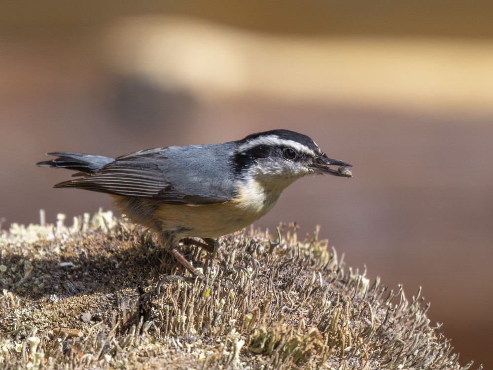 Red-breasted Nuthatch - ML620364983