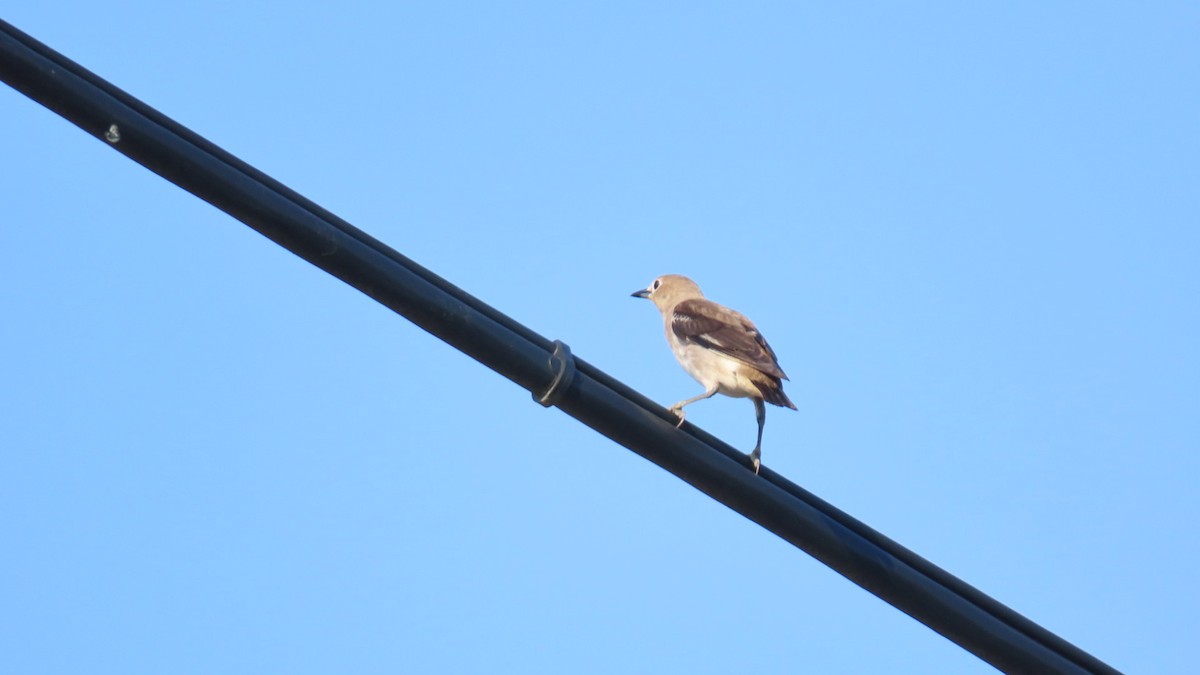 Chestnut-cheeked Starling - YUKIKO ISHIKAWA