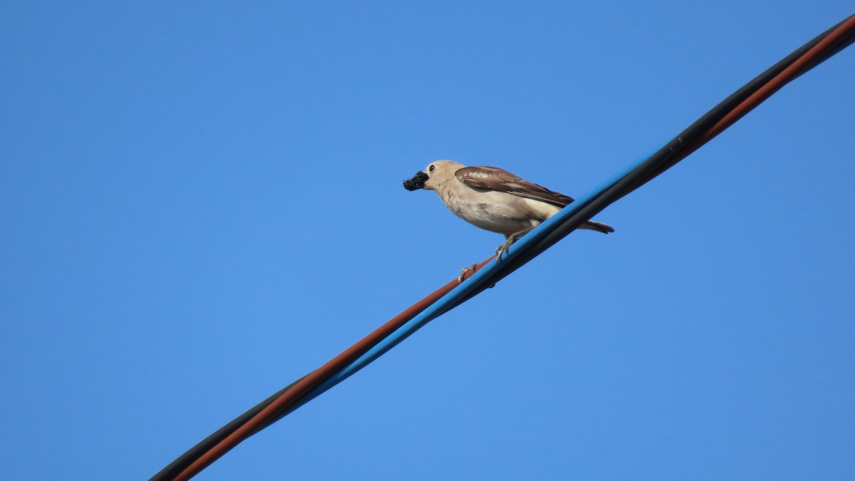 Chestnut-cheeked Starling - ML620364986