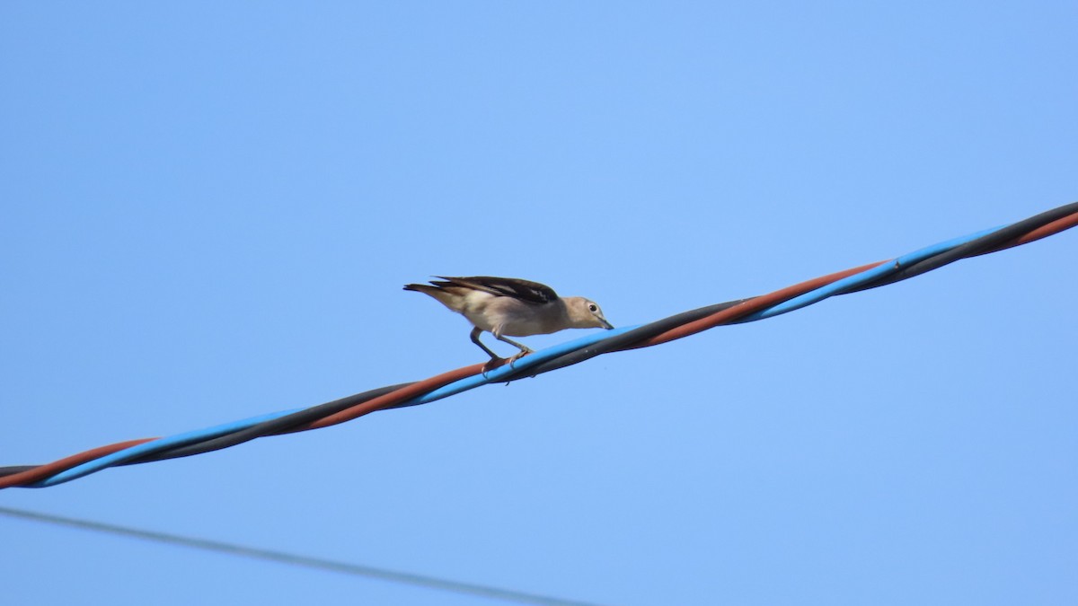 Chestnut-cheeked Starling - ML620364987