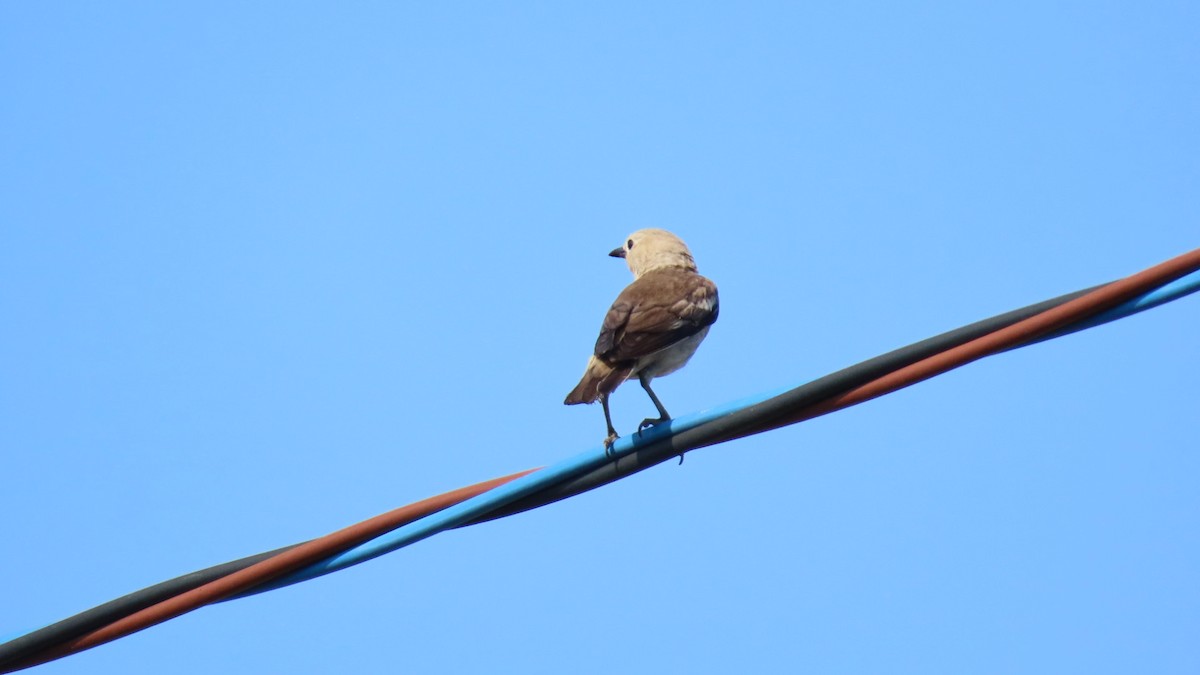 Chestnut-cheeked Starling - ML620364988