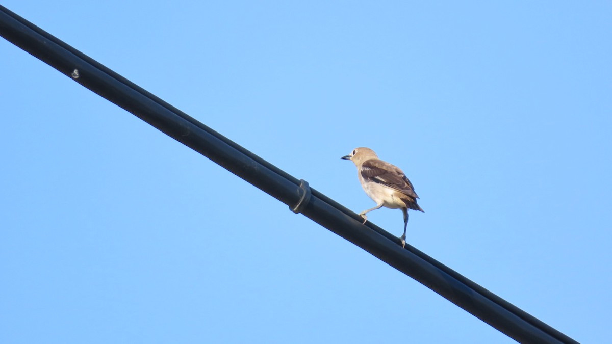 Chestnut-cheeked Starling - ML620364990