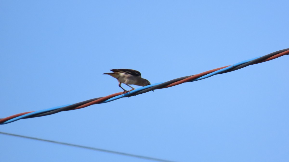 Chestnut-cheeked Starling - ML620364991