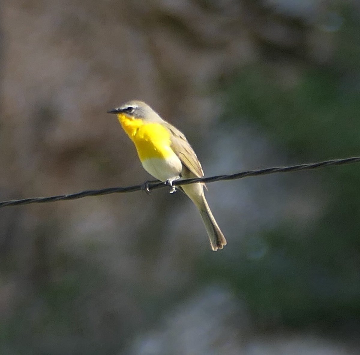 Yellow-breasted Chat - ML620364992