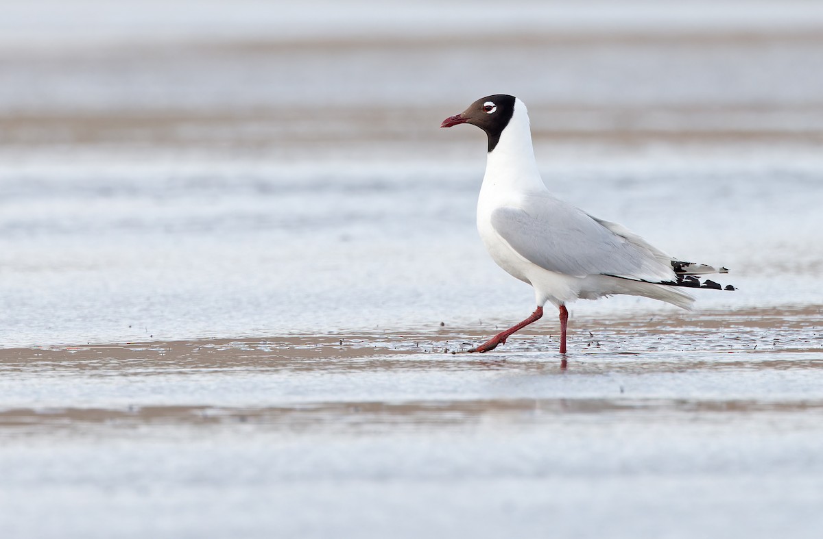 Gaviota Relicta - ML620364993