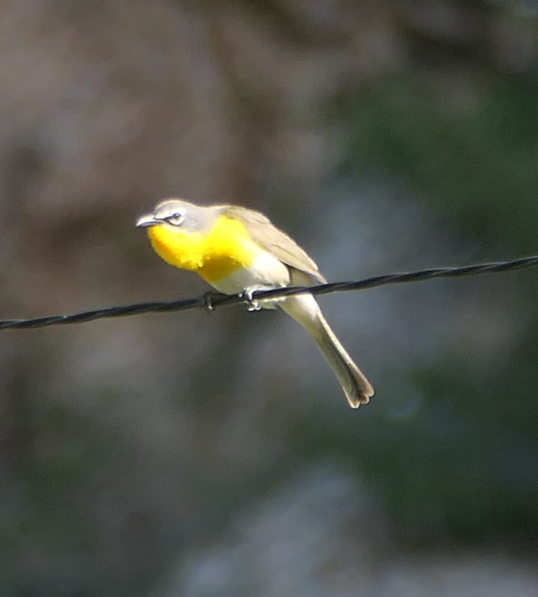 Yellow-breasted Chat - ML620364996