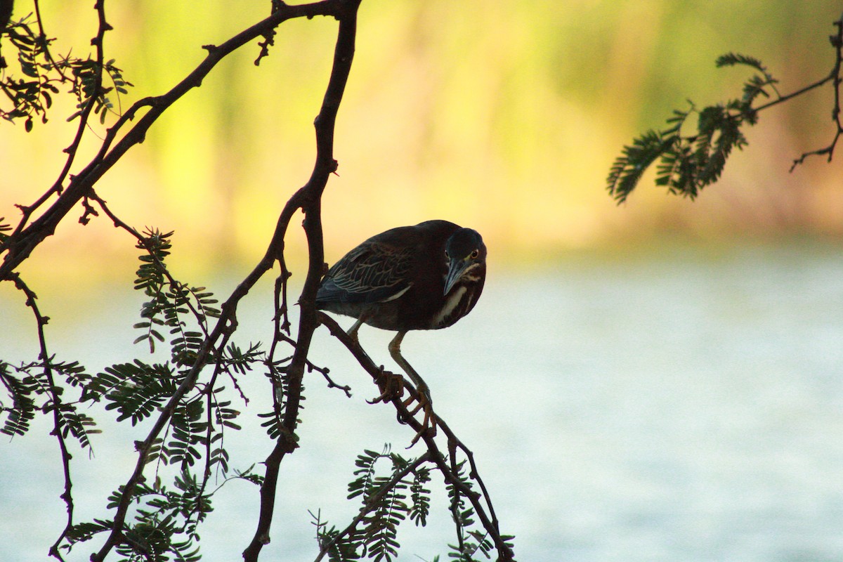 Green Heron - ML620365003