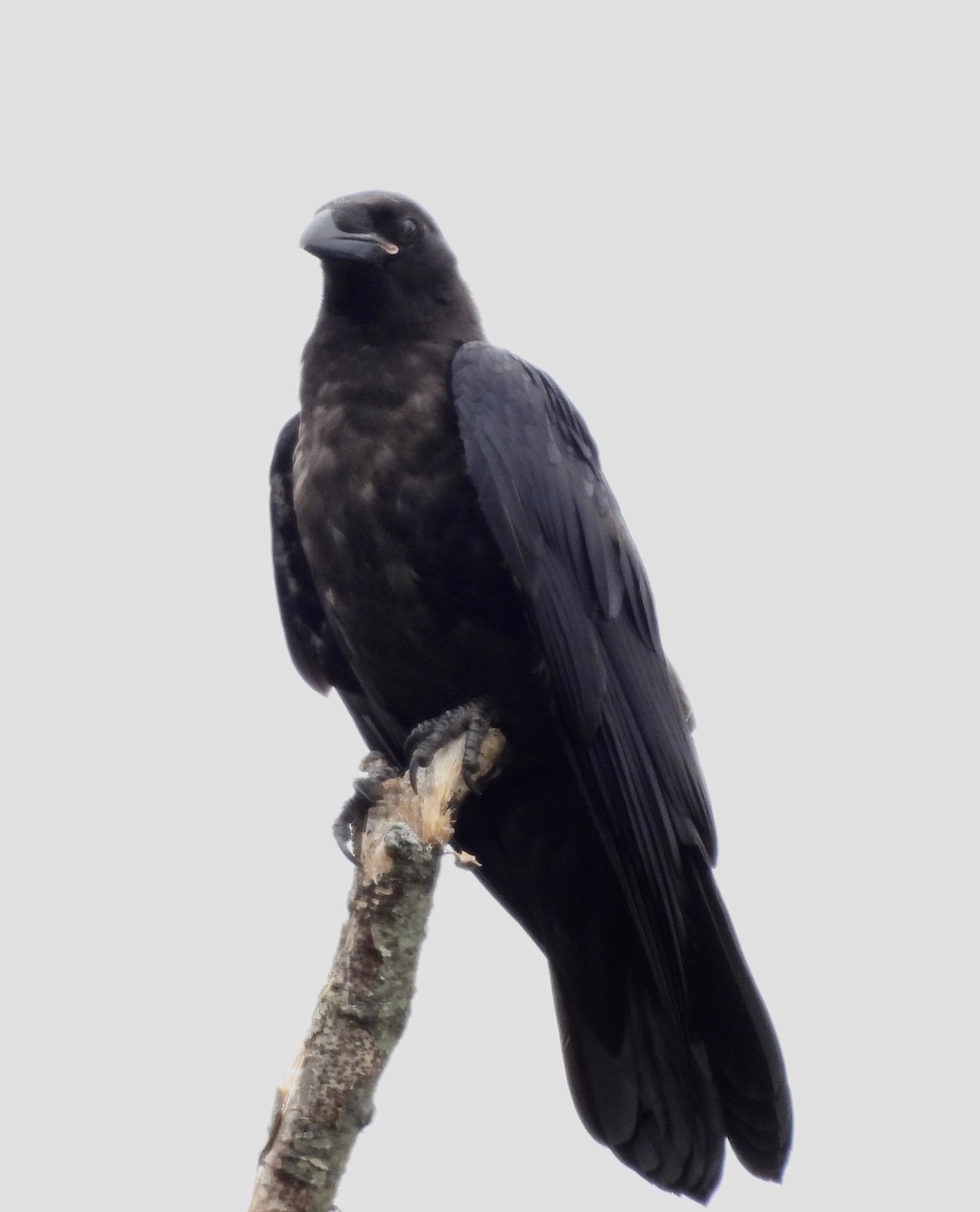 Common Raven - ML620365014