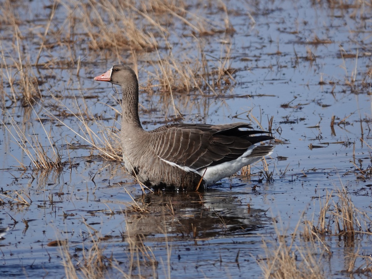 Greater White-fronted Goose (Western) - ML620365019