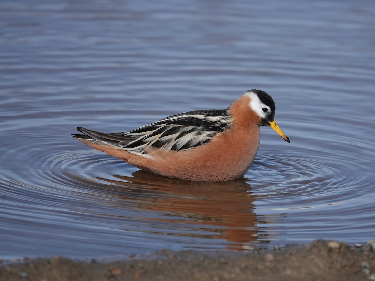 Red Phalarope - ML620365052