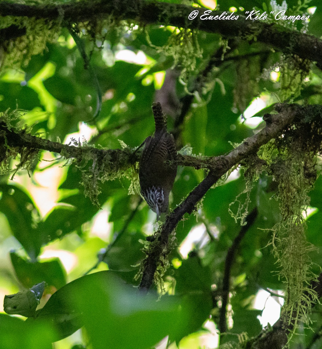 Stripe-breasted Wren - ML620365060