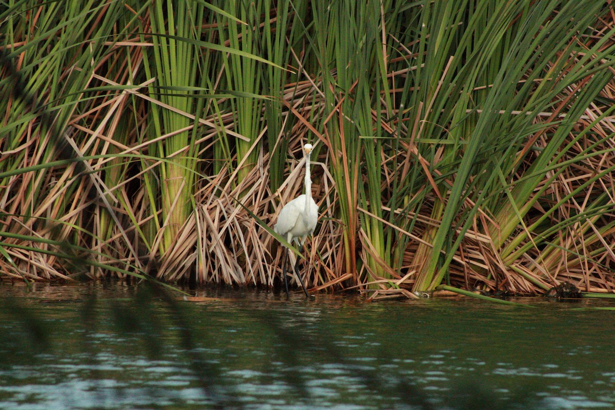 Great Egret - ML620365096