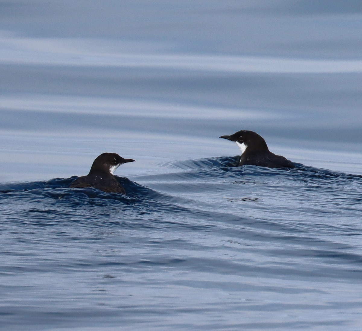 Craveri's Murrelet - ML620365120