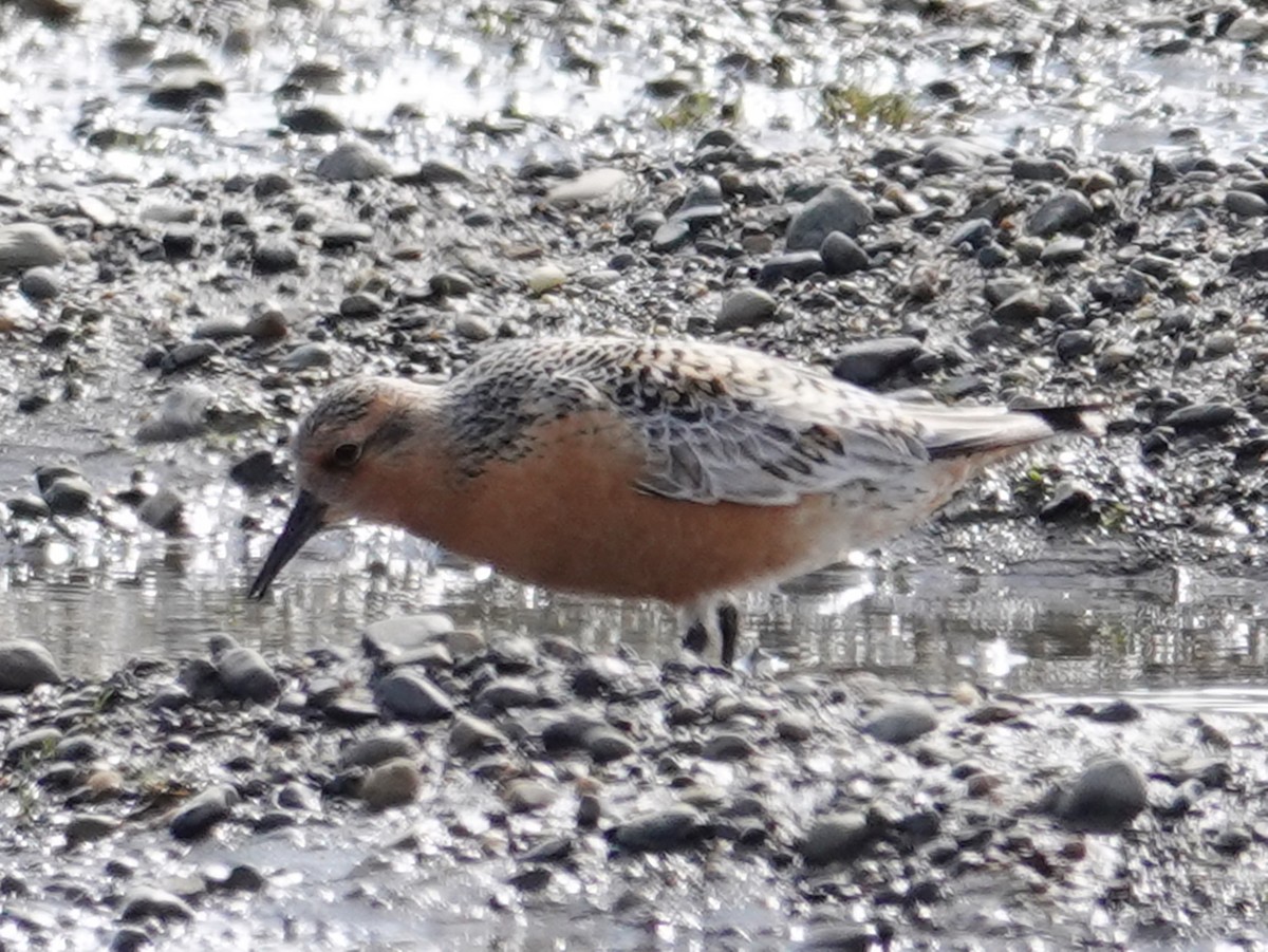 Red Knot - ML620365122