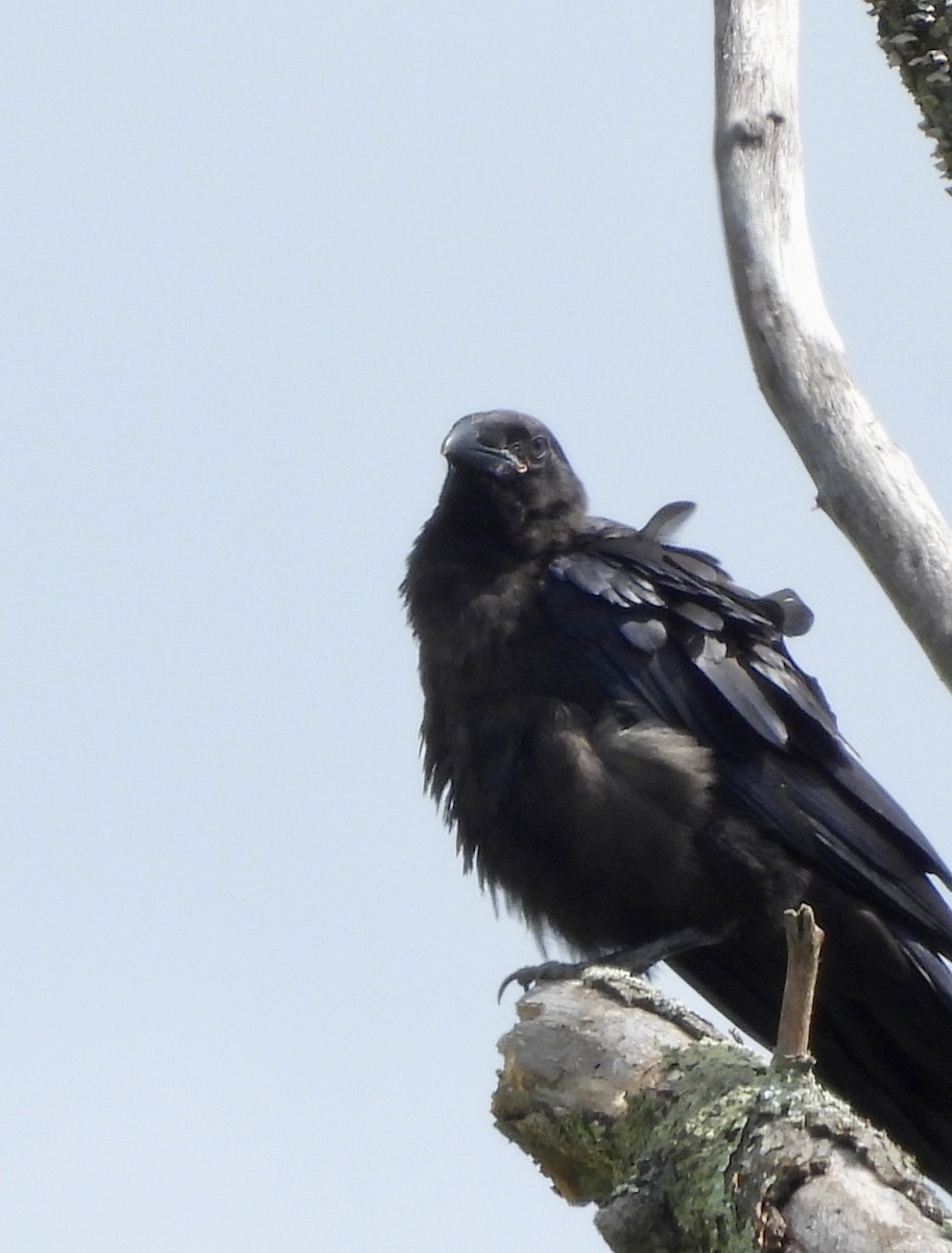 Common Raven - ML620365148