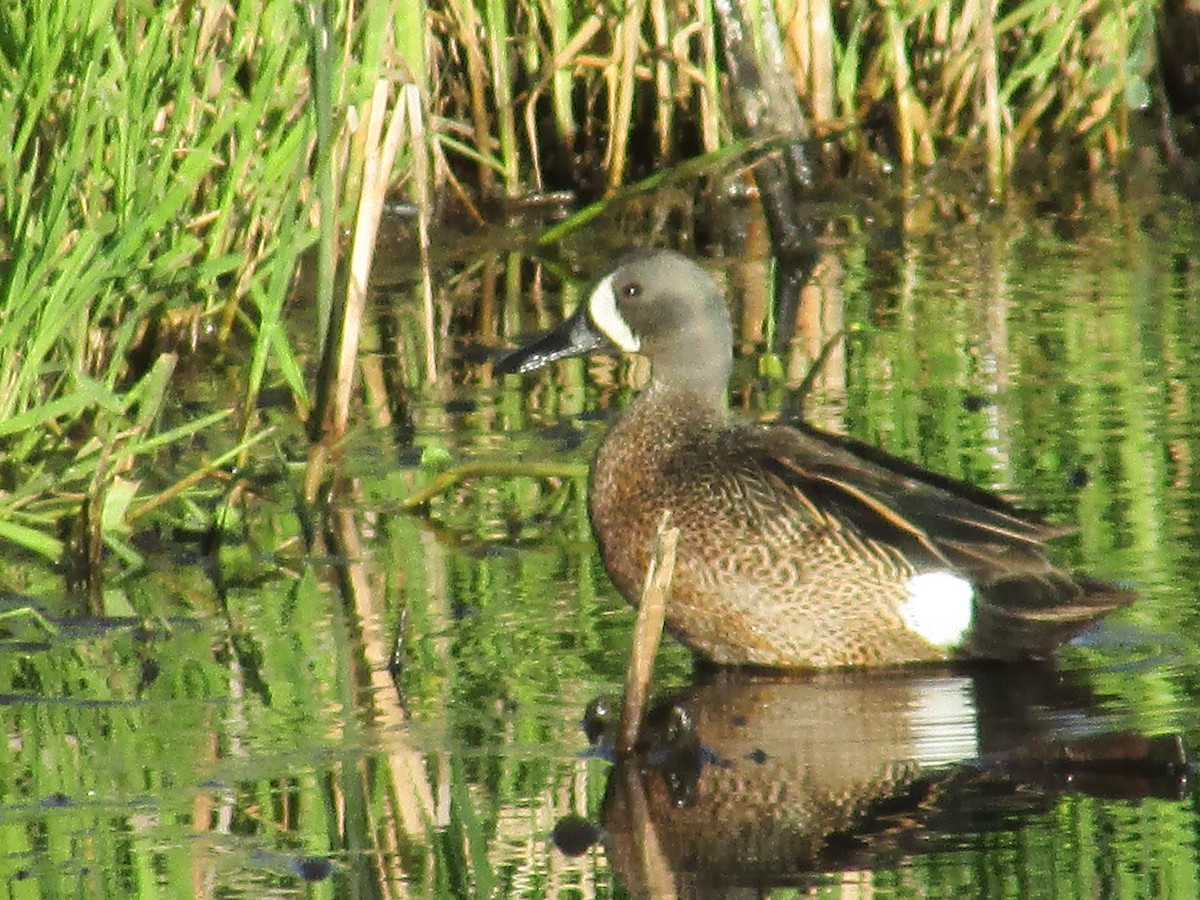Blue-winged Teal - ML620365151