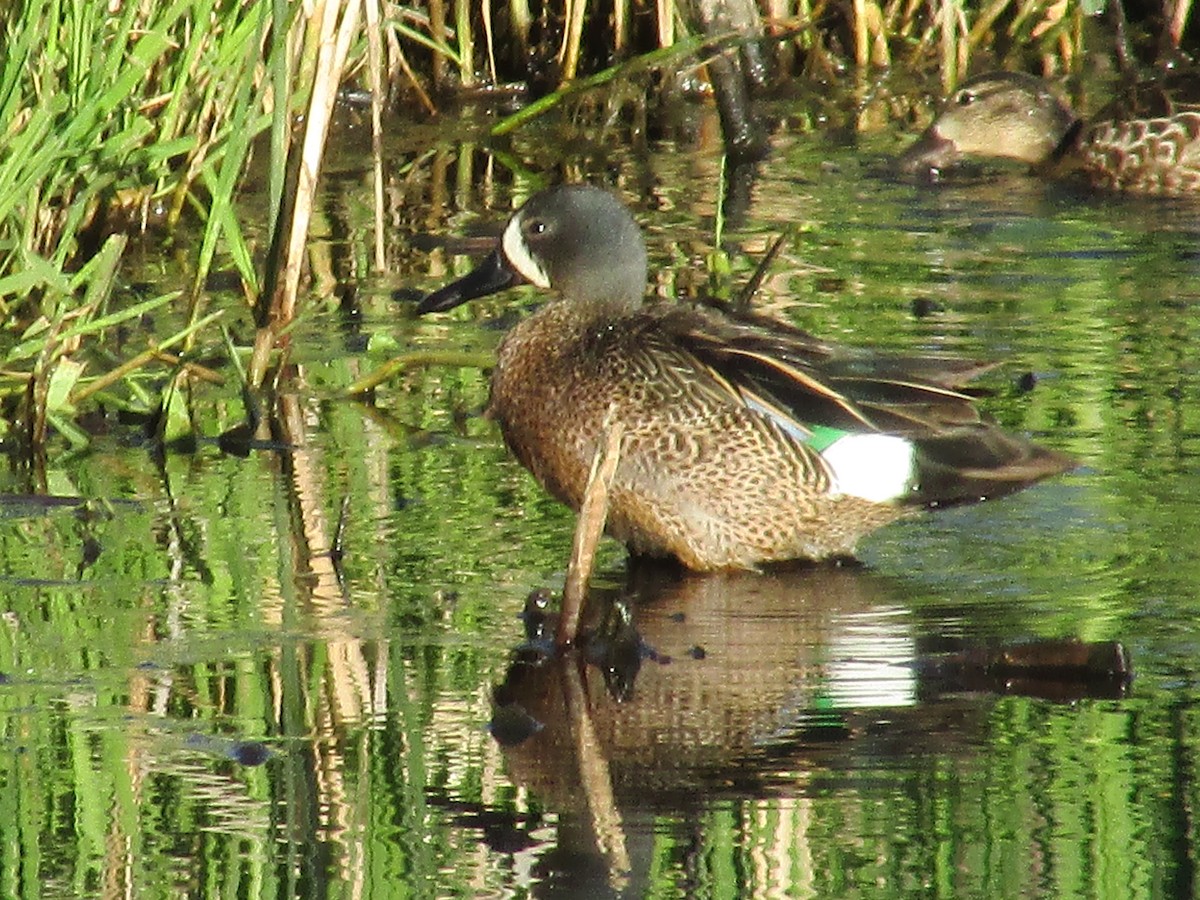 Blue-winged Teal - ML620365152