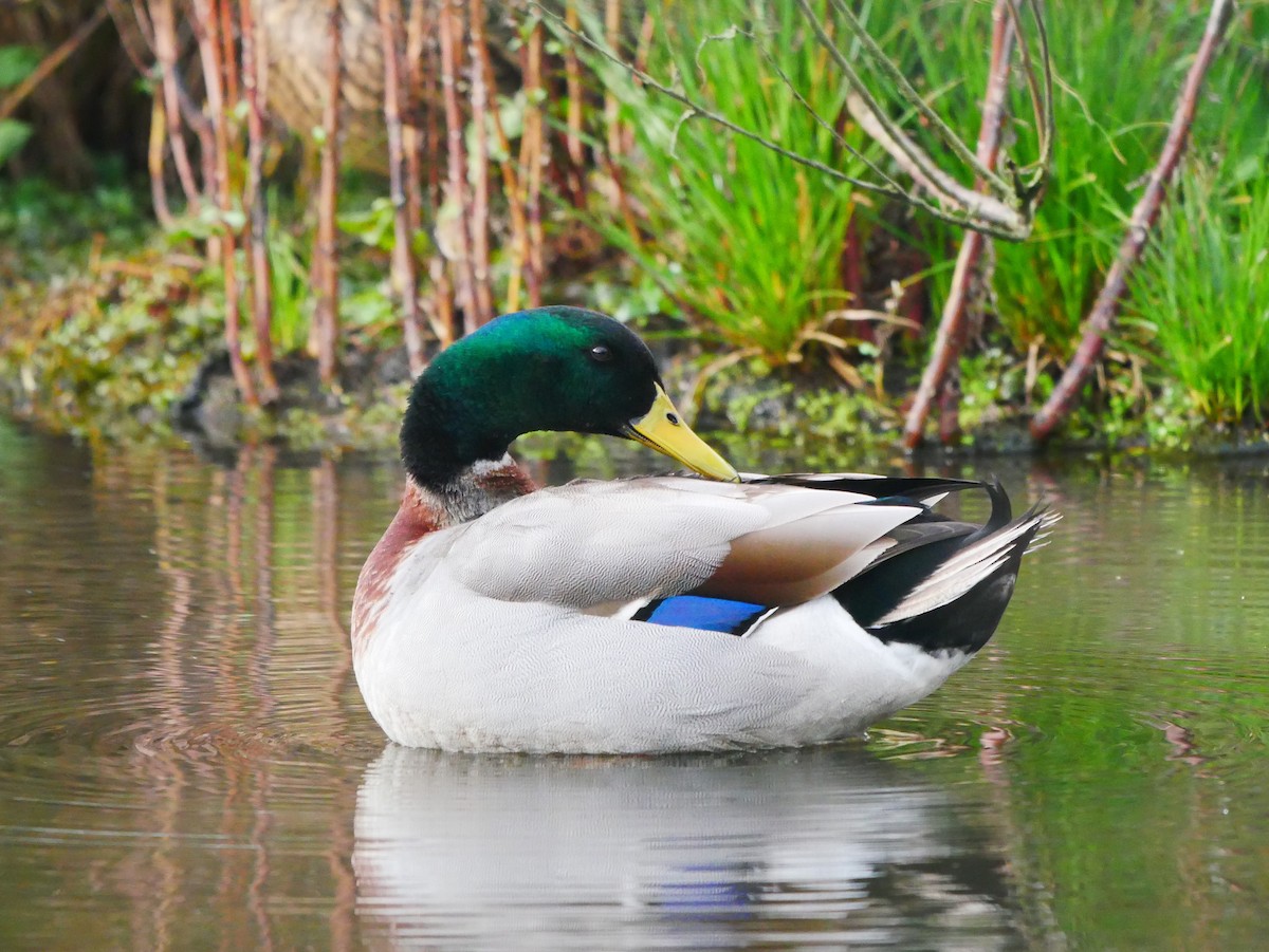 Canard colvert - ML620365155