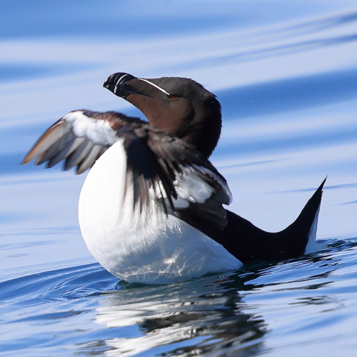 Razorbill - ML620365158