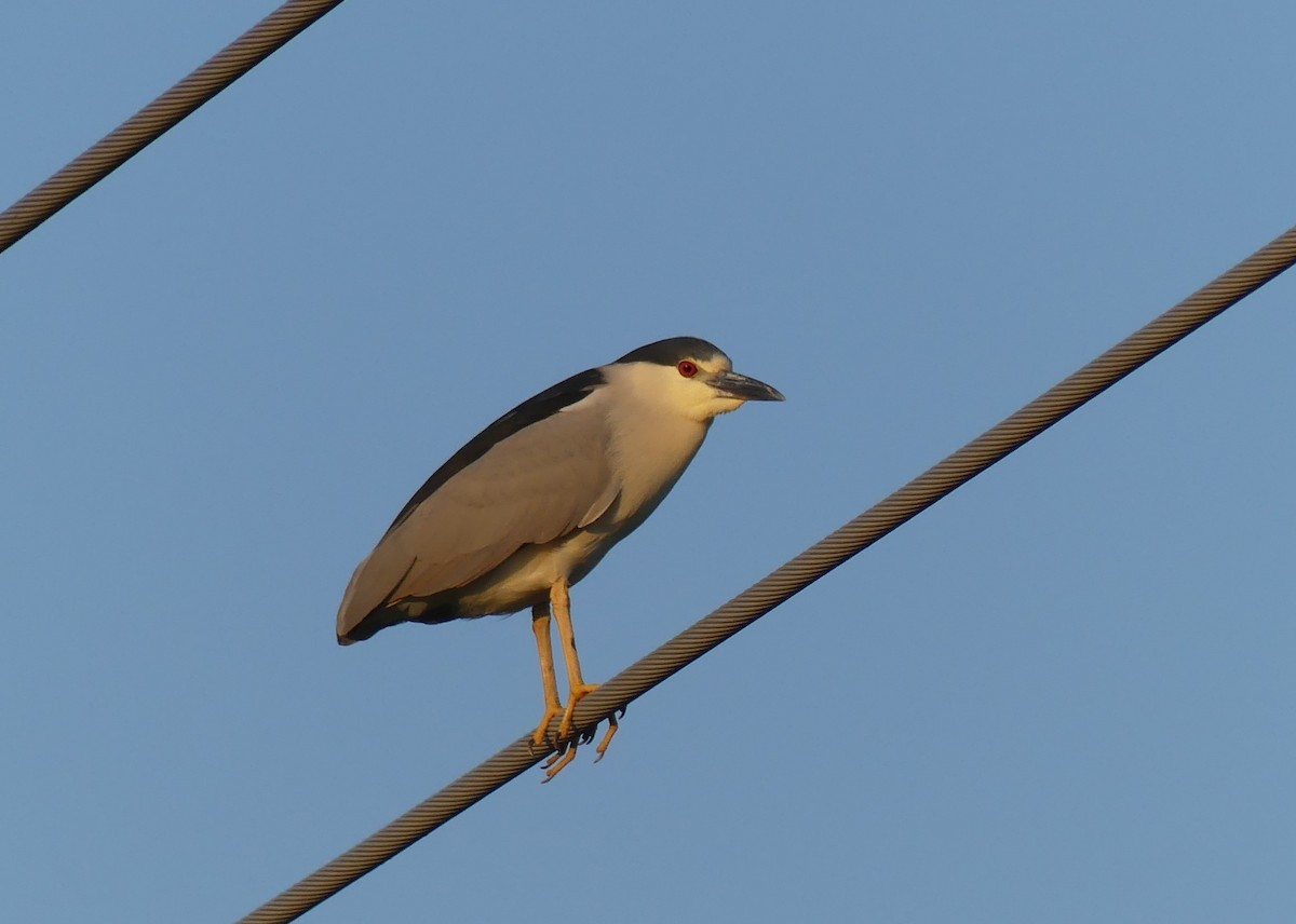 Black-crowned Night Heron - ML620365160