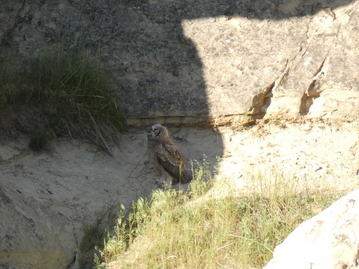 Great Horned Owl - ML620365169