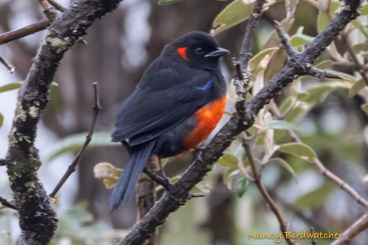 Scarlet-bellied Mountain Tanager - ML620365185
