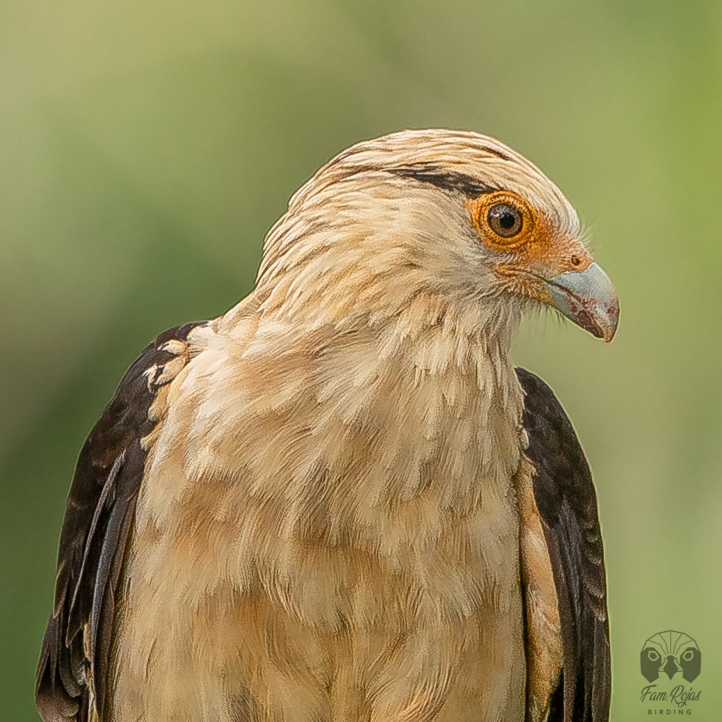 Yellow-headed Caracara - ML620365219