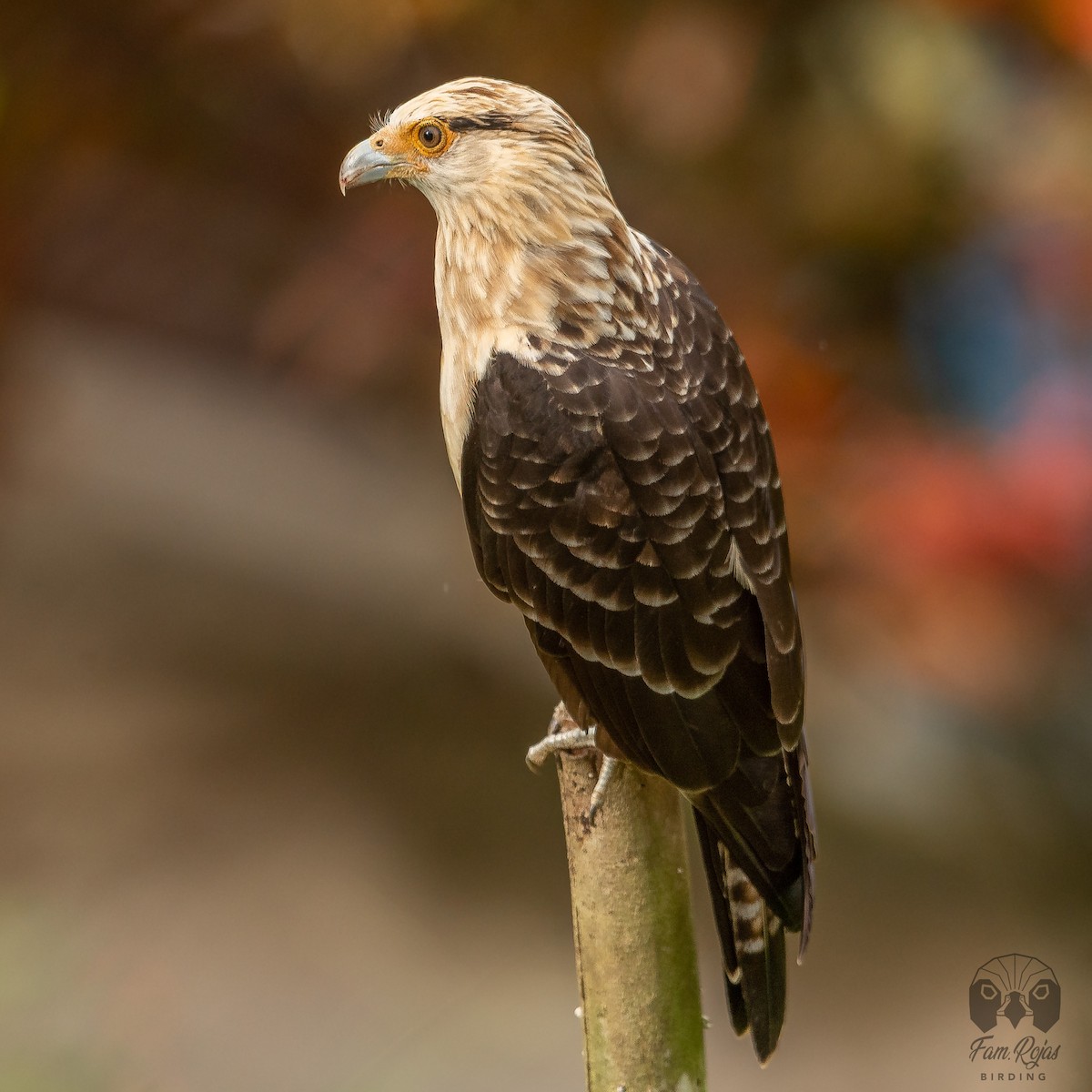 Yellow-headed Caracara - ML620365220