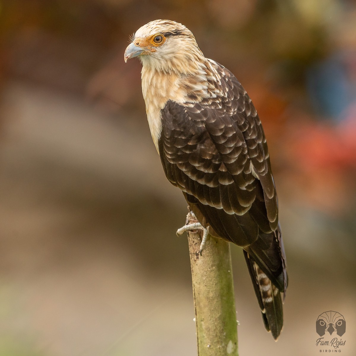 Yellow-headed Caracara - ML620365221