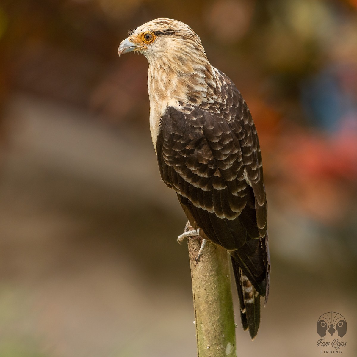 Caracara Chimachima - ML620365222