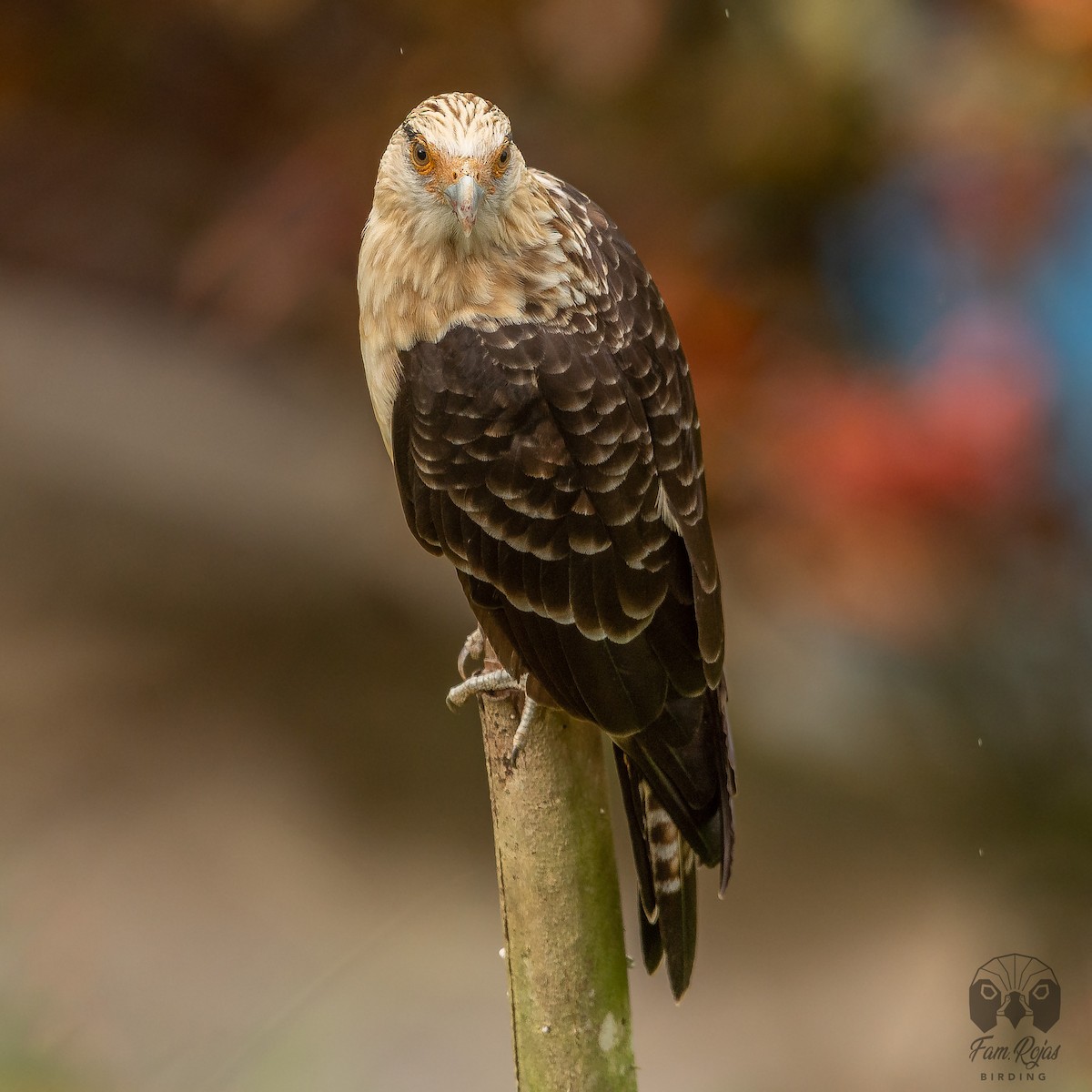 Yellow-headed Caracara - ML620365224