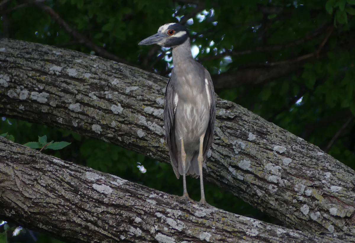 Yellow-crowned Night Heron - ML620365225