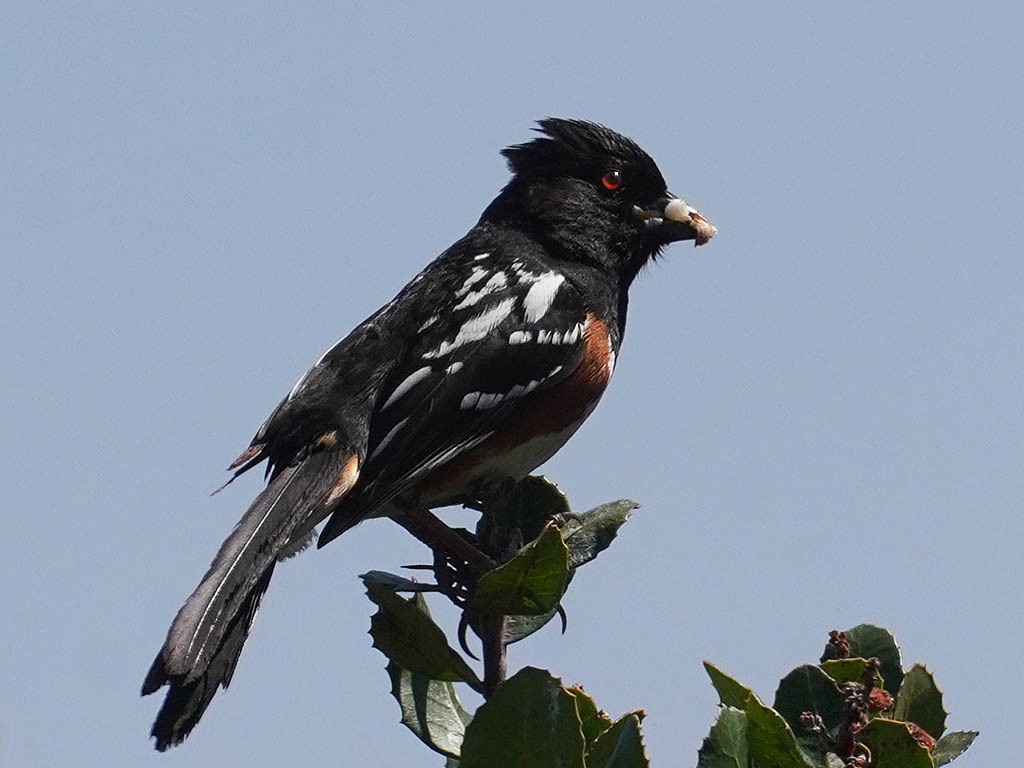 Spotted Towhee - ML620365244