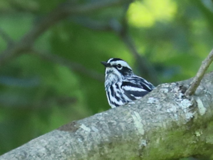 Black-and-white Warbler - ML620365253