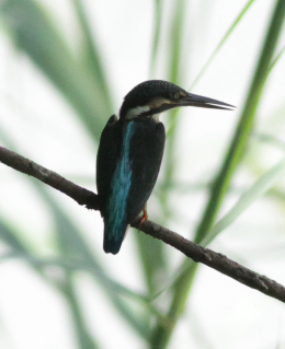 Common Kingfisher - ML620365255
