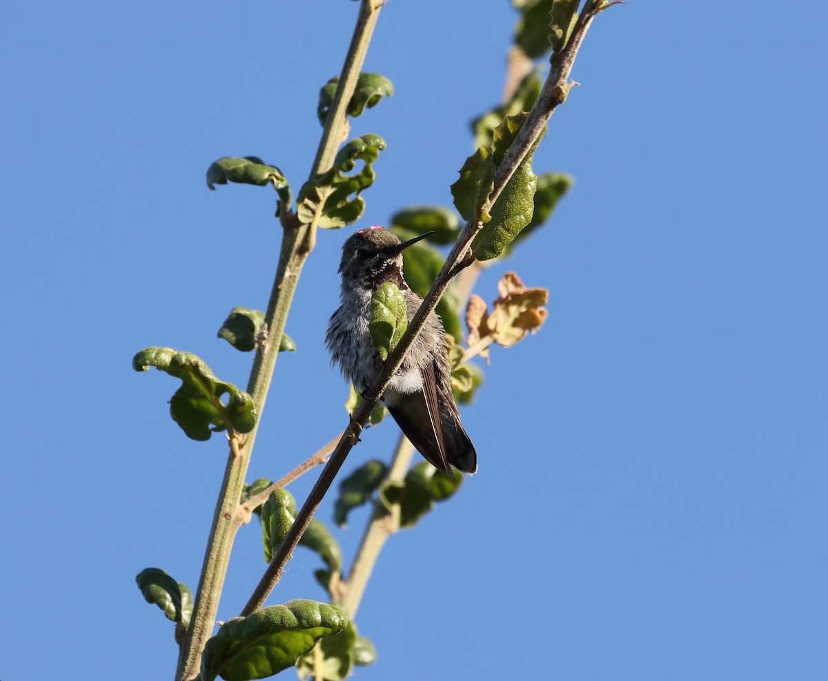 Anna's Hummingbird - ML620365261