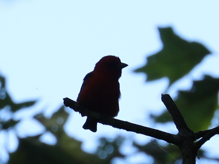 Scarlet Tanager - ML620365262