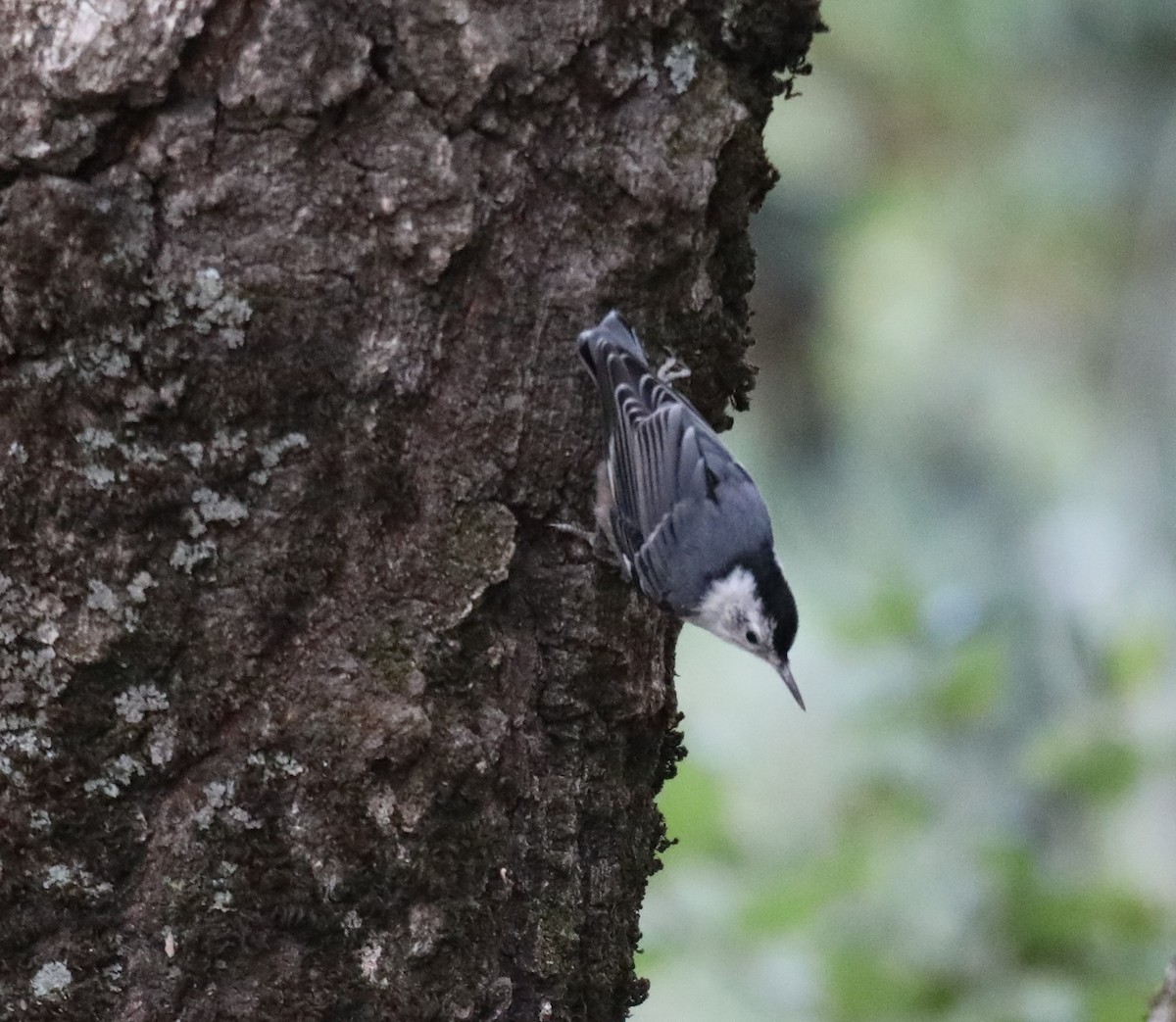 White-breasted Nuthatch - ML620365268