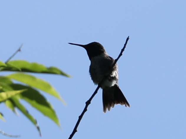 Ruby-throated Hummingbird - ML620365281