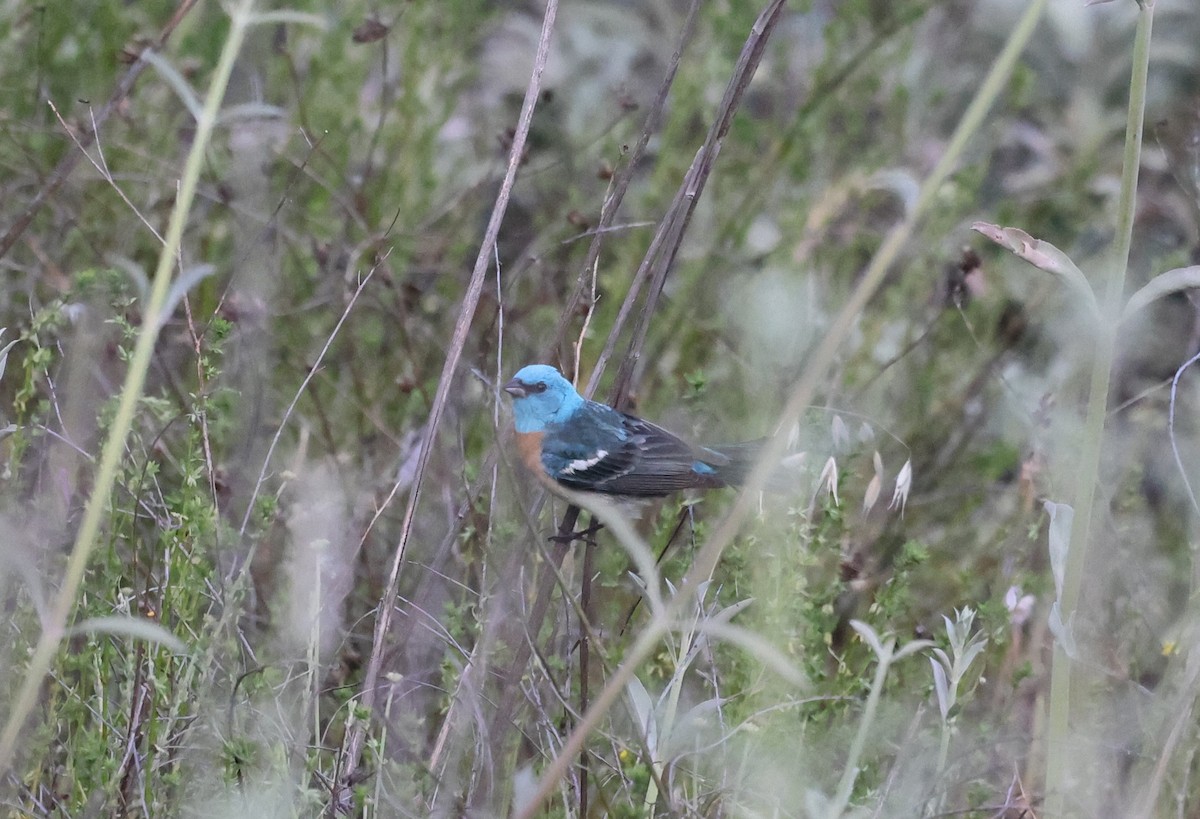 Lazuli Bunting - ML620365288