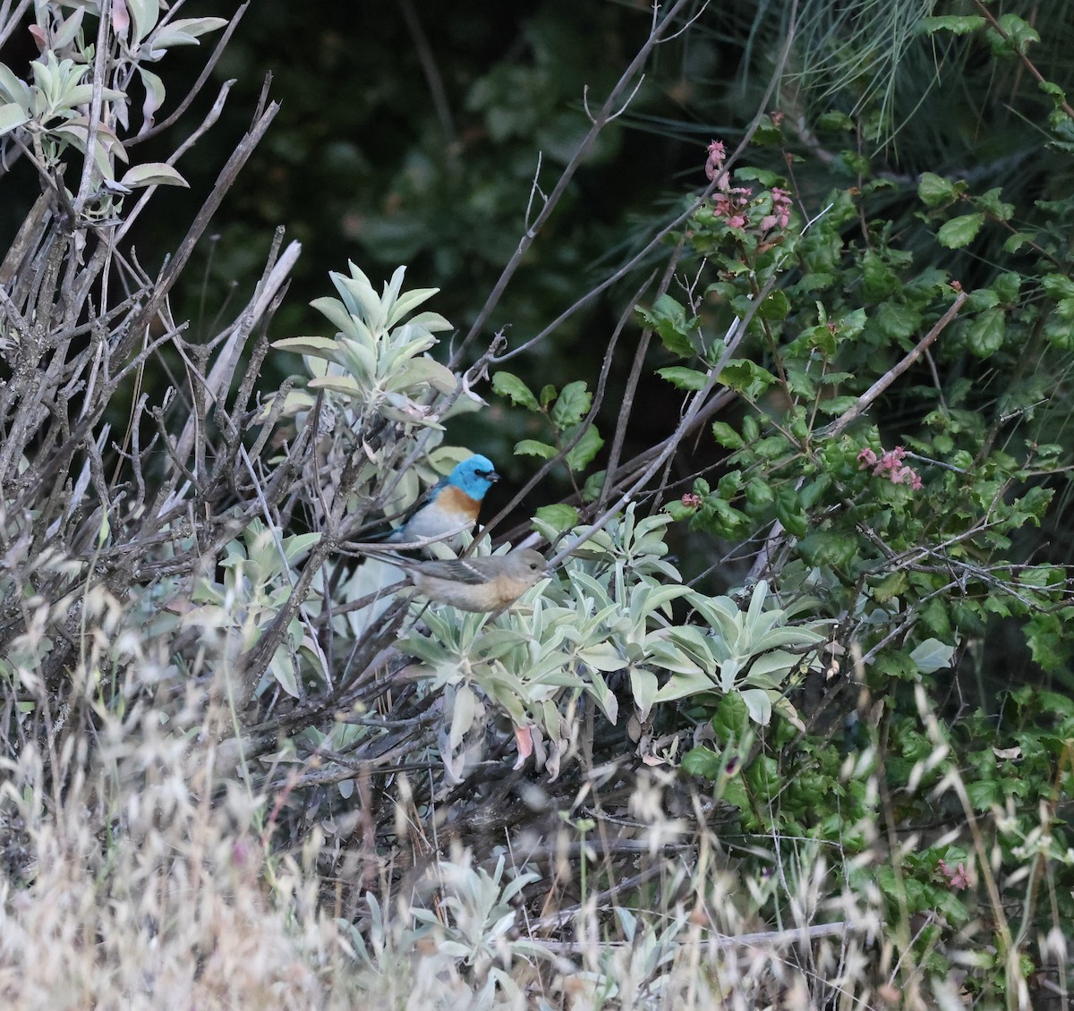 Lazuli Bunting - ML620365289