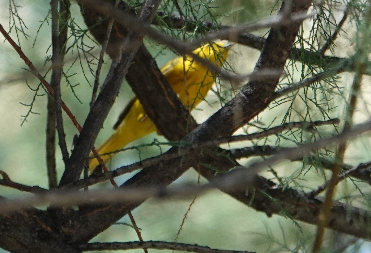 Yellow Warbler - ML620365292