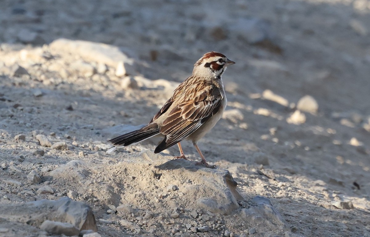 Lark Sparrow - ML620365295