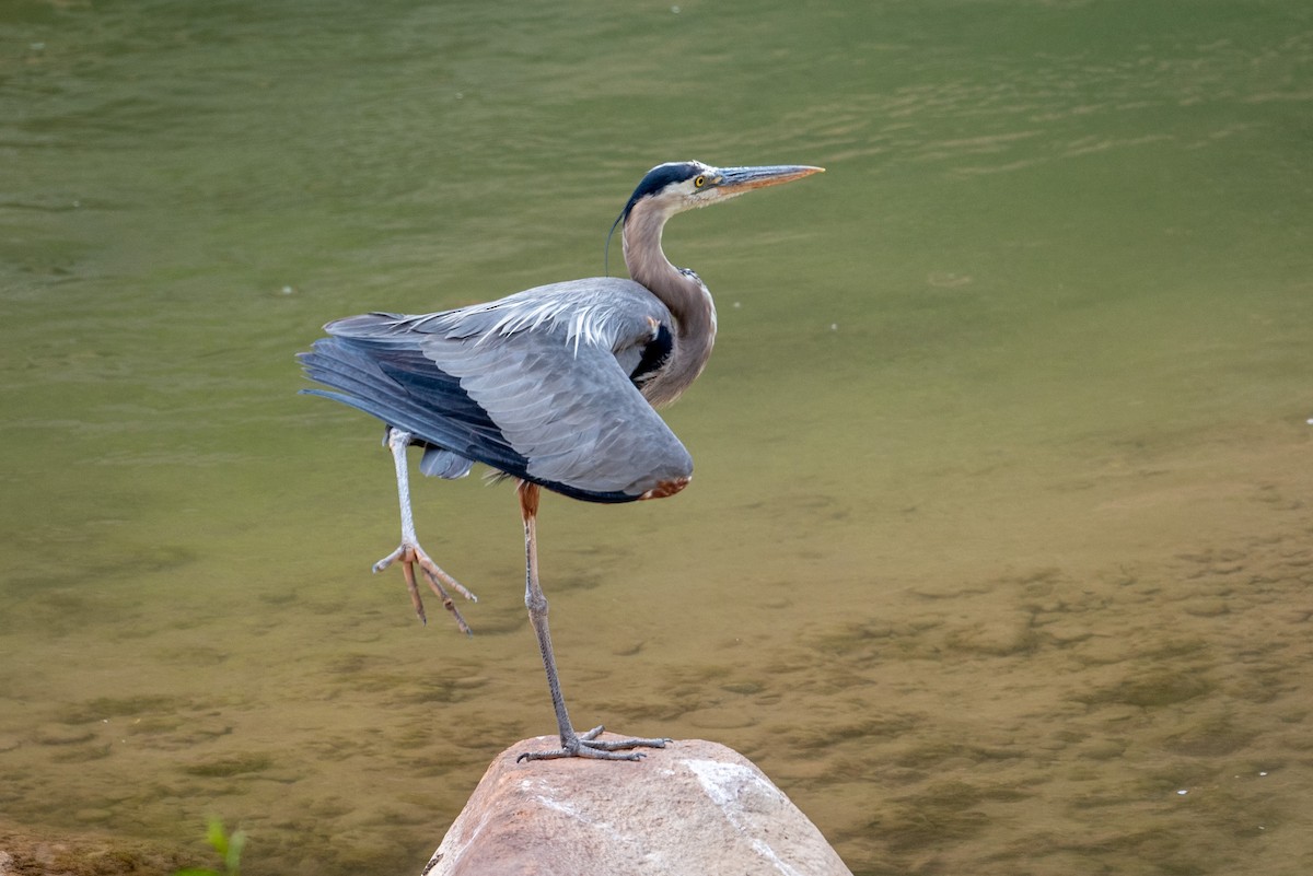 Great Blue Heron - ML620365297