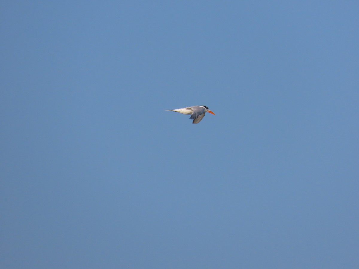 Royal Tern - ML620365304
